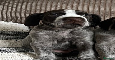 German Wirehaired Pointer dogs - Advert 15