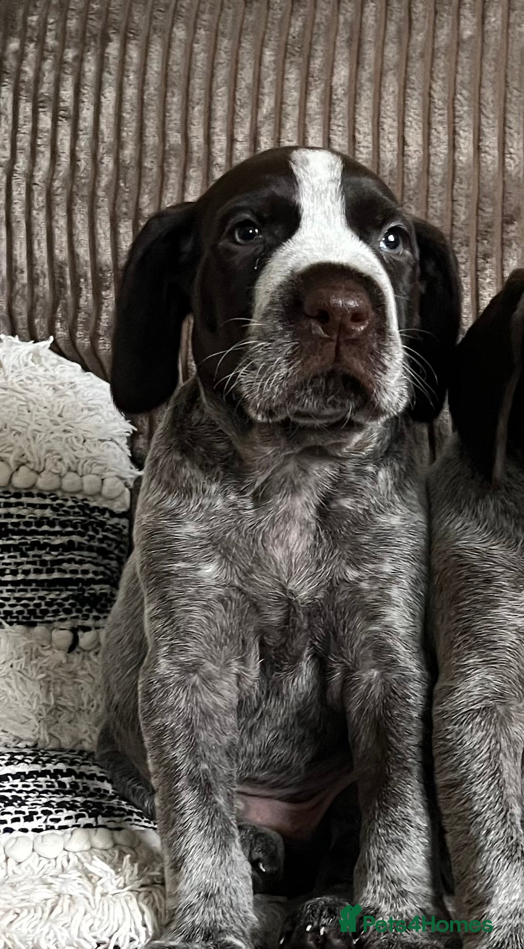 German Wirehaired Pointer dogs for sale: One German Wiredhaired Pointer Left     - Image 2