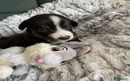Welsh Corgi Cardigan dogs for sale: WELSH CARDIGAN CORGI BABIES FROM 5 ⭐ LICENSED HOME - Image 35