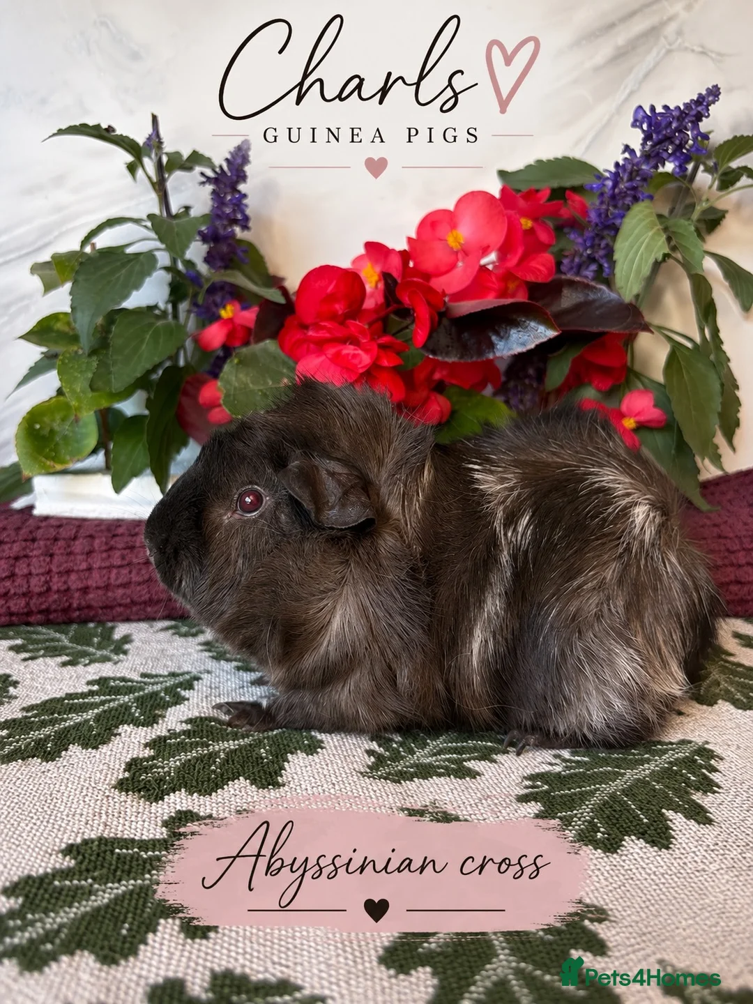 Guinea Pig rodents for sale: LOTS of Friendly baby Boys 🩵 - Advert 11