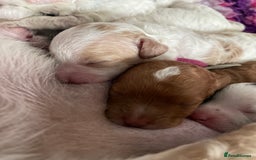 Toy Poodle dogs for stud: Stunning playful Parti Toy Poodle at Stud in Cannock - Image 23