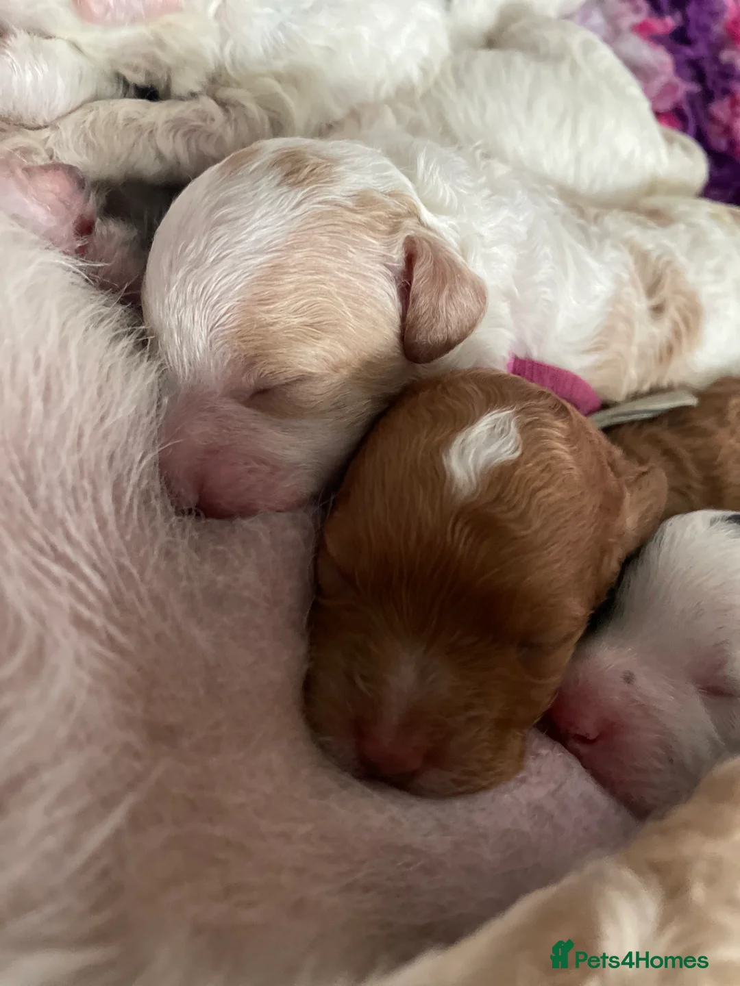 Toy Poodle dogs for stud: Stunning playful Parti Toy Poodle at Stud in Cannock - Advert 23