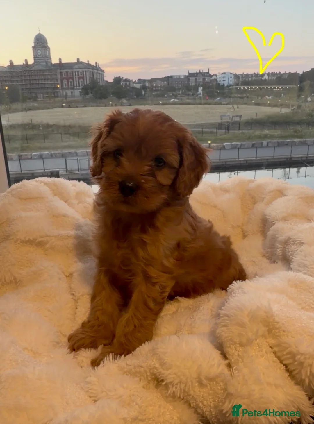 Cavapoo dogs for sale: ✨ TINY F1 Cavapoo Babies ✨ - Advert 16