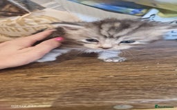 Maine Coon cats for sale: 5 Amazing Maine Coon kittens  - Image 22