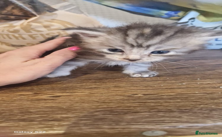 Maine Coon cats - Advert 3
