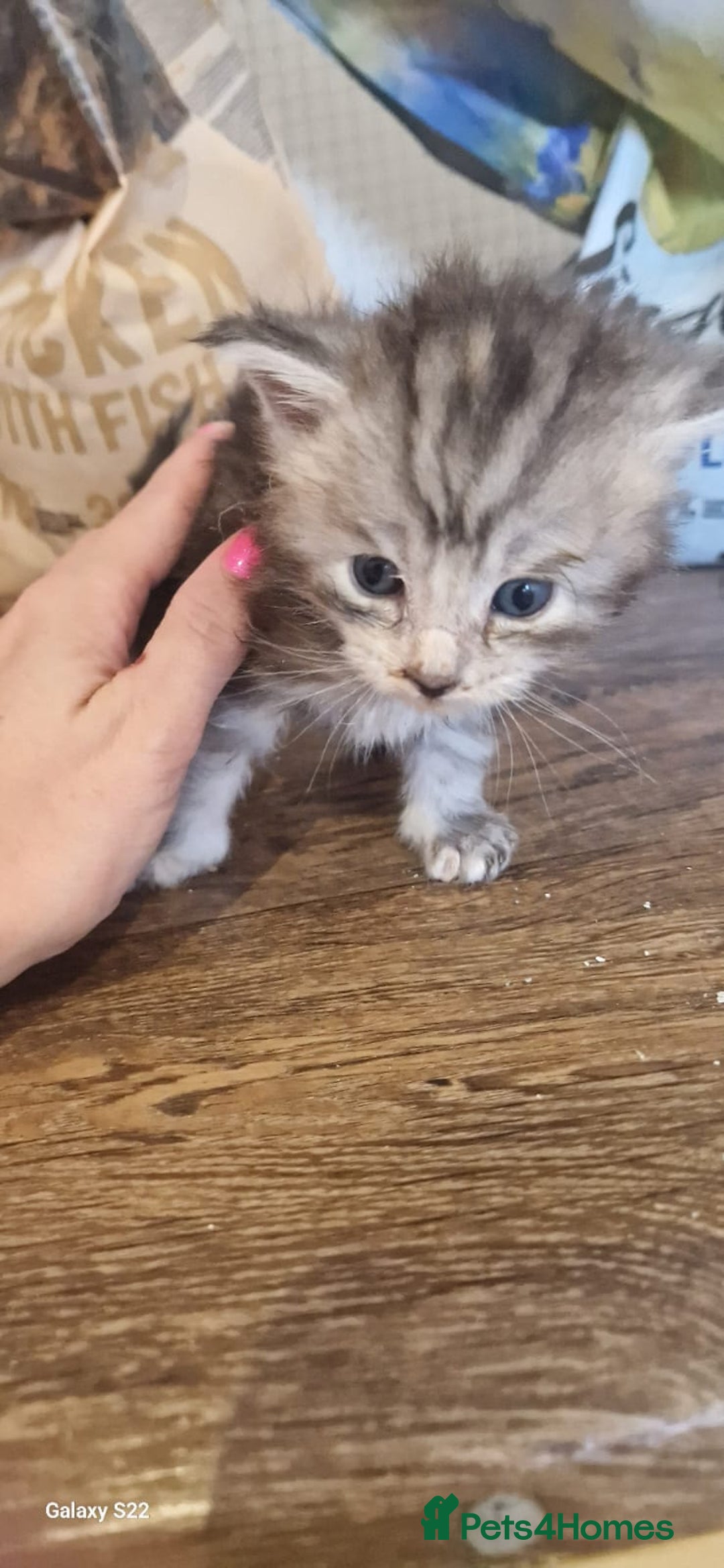 Maine Coon cats for sale: 5 Amazing Maine Coon kittens  - Image 22