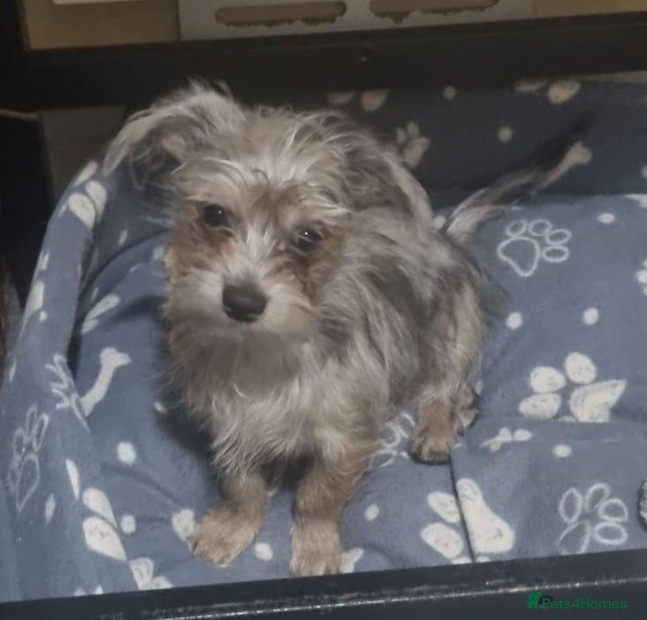 Chorkie dogs Merle male chorkie £700 ono - Advert 2