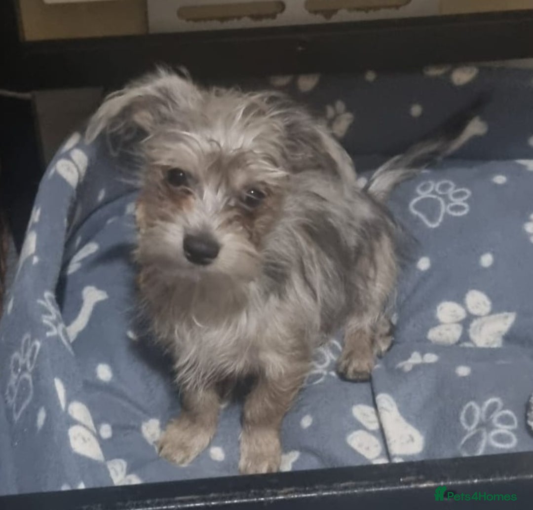 Chorkie dogs for sale: Merle male chorkie £700 ono - Advert 1