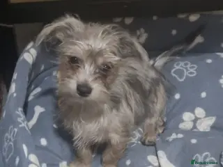 Chorkie dogs Merle male chorkie £700 ono - Advert 16