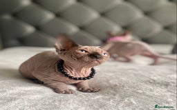Sphynx cats for sale: Canadian sphinx kittens blue eyes girls  - Image 11