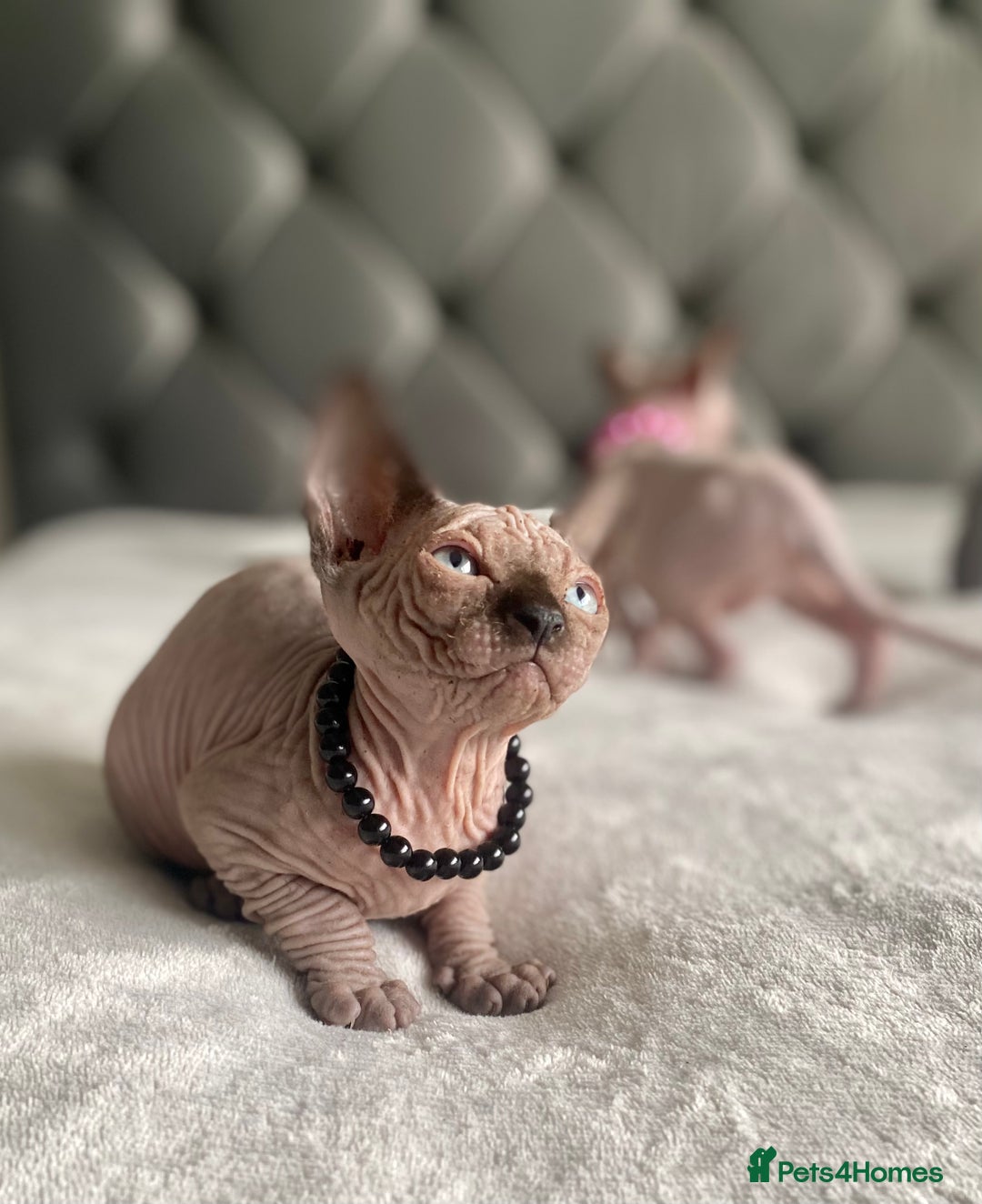 Sphynx cats for sale: Canadian sphinx kittens blue eyes girls  - Image 11