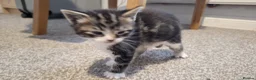 Mixed Breed cats for sale: 4 beautiful playful kittens ready for a new home!! - Advert 6