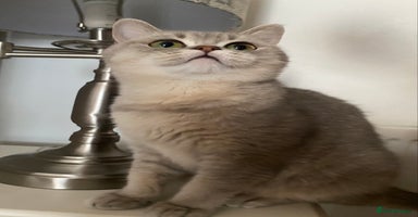 British Shorthair cats British shorthair females  - Advert 15