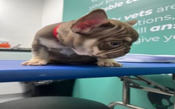 French Bulldog dogs for sale: 5* beautiful French bulldogs left ready to go 🏡 - Image 11
