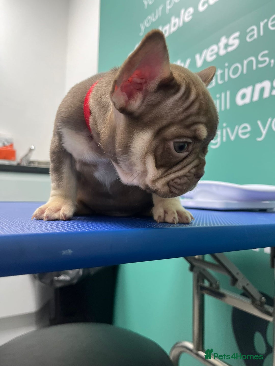 French Bulldog dogs for sale: 5* beautiful French bulldogs left ready to go 🏡 - Image 11