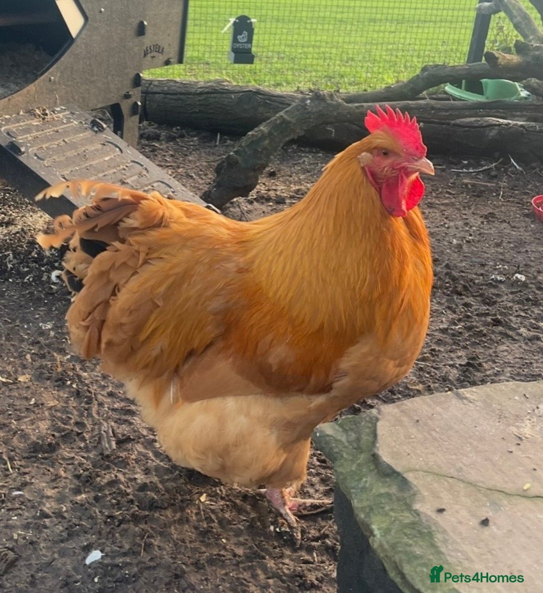 Chickens poultry for sale: 2x buff orphingtons roosters - Advert 3
