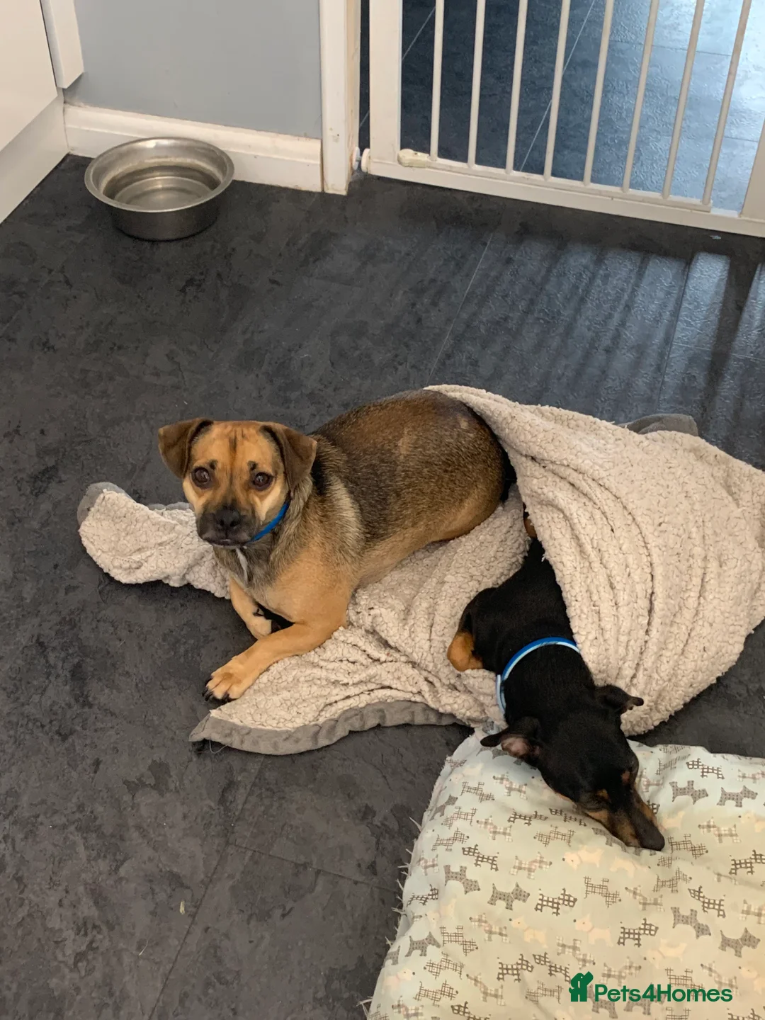 Mixed Breed dogs for sale: Roxy & Teddy - Advert 7