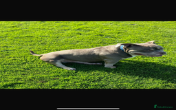 American Bully dogs for sale: Re-Home - Image 3