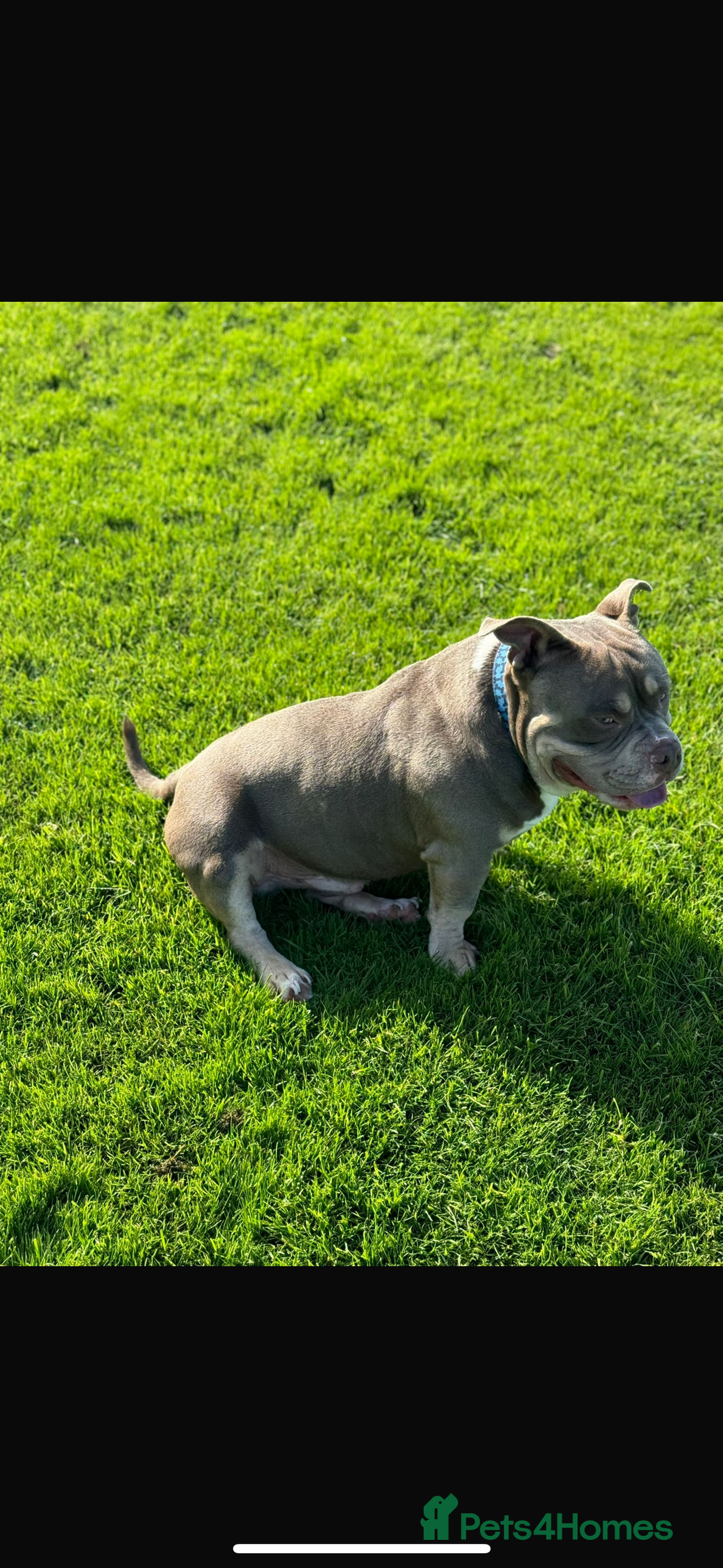 American Bully dogs for sale: Re-Home - Image 3