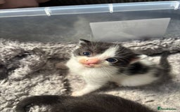 Mixed Breed cats for sale: 5 kittens will be looking for a forever home - Image 7