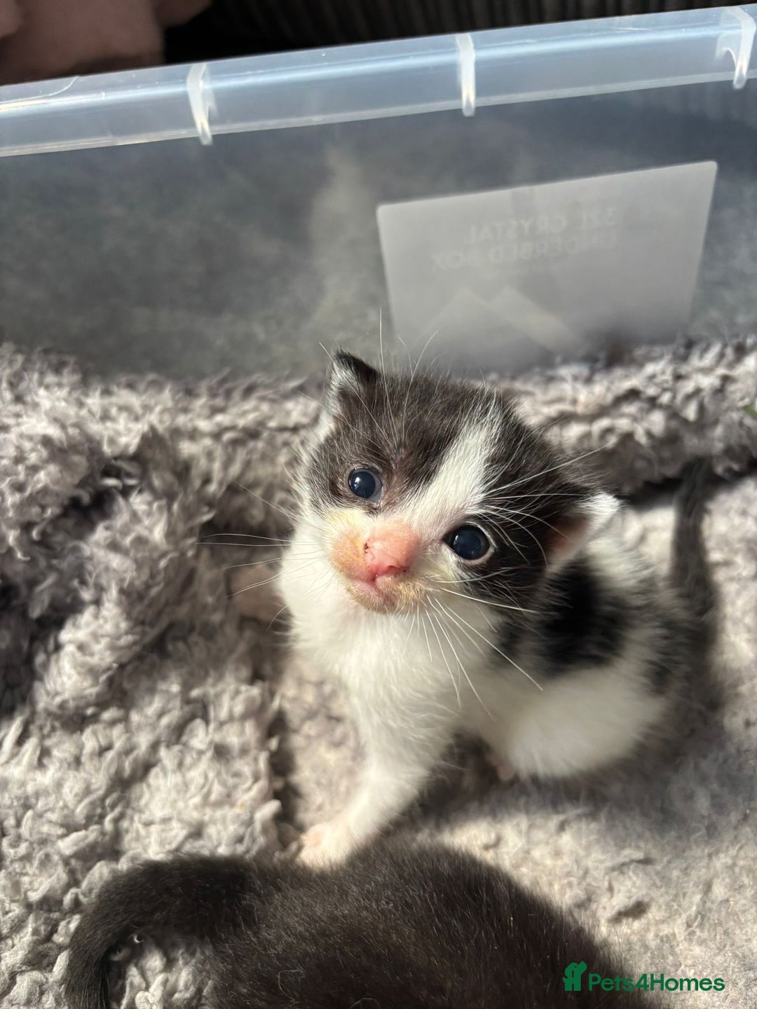 Mixed Breed cats for sale: 5 kittens will be looking for a forever home - Image 7