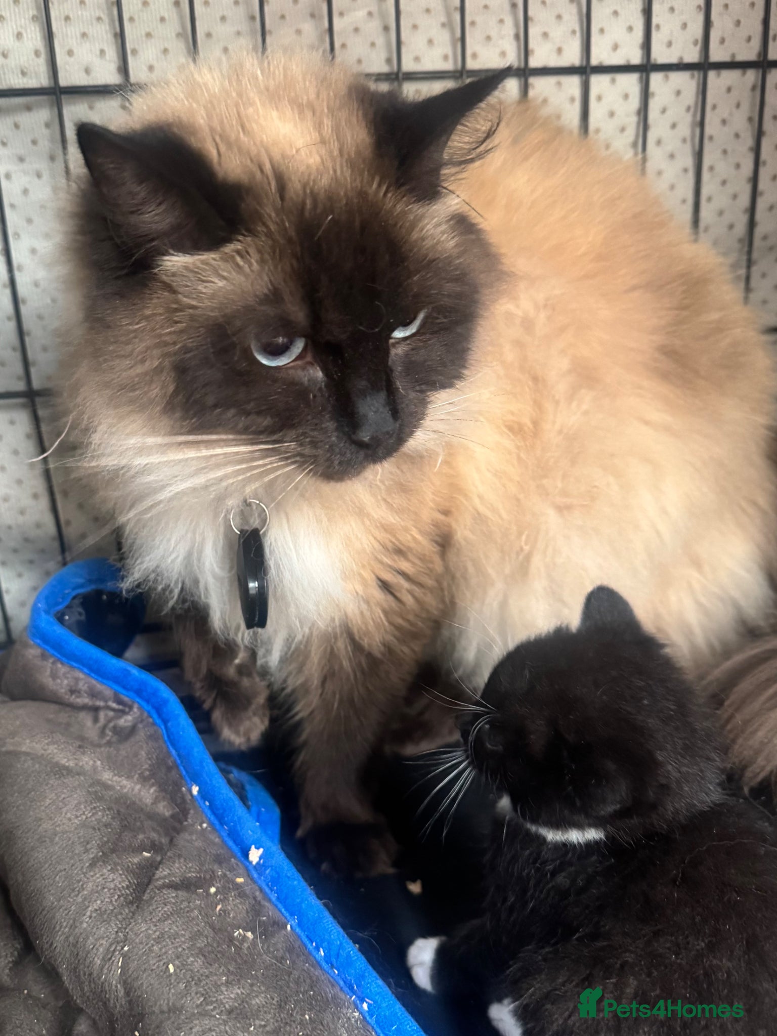 Mixed Breed cats RAGDOLL CROSS MALE KITTEN  - Advert 1