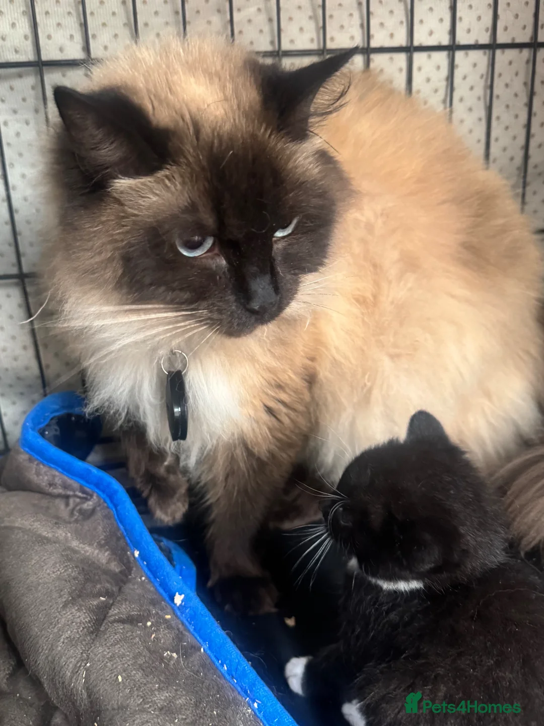 Mixed Breed cats for sale: RAGDOLL CROSS MALE KITTEN  in Willenhall - Advert 1