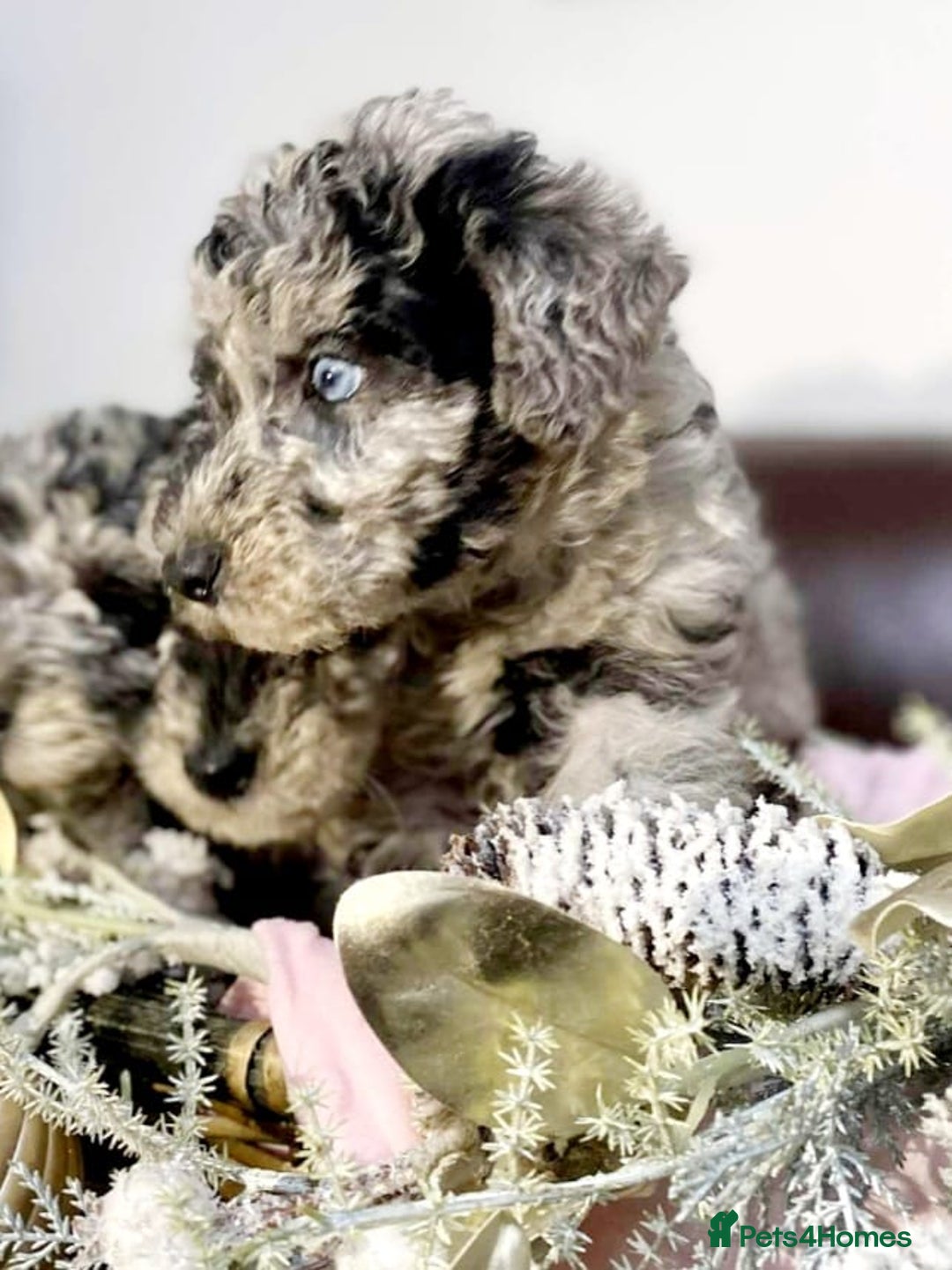 Mixed Breed dogs for sale: STUNNING FOODLE PUPPIES - Advert 18