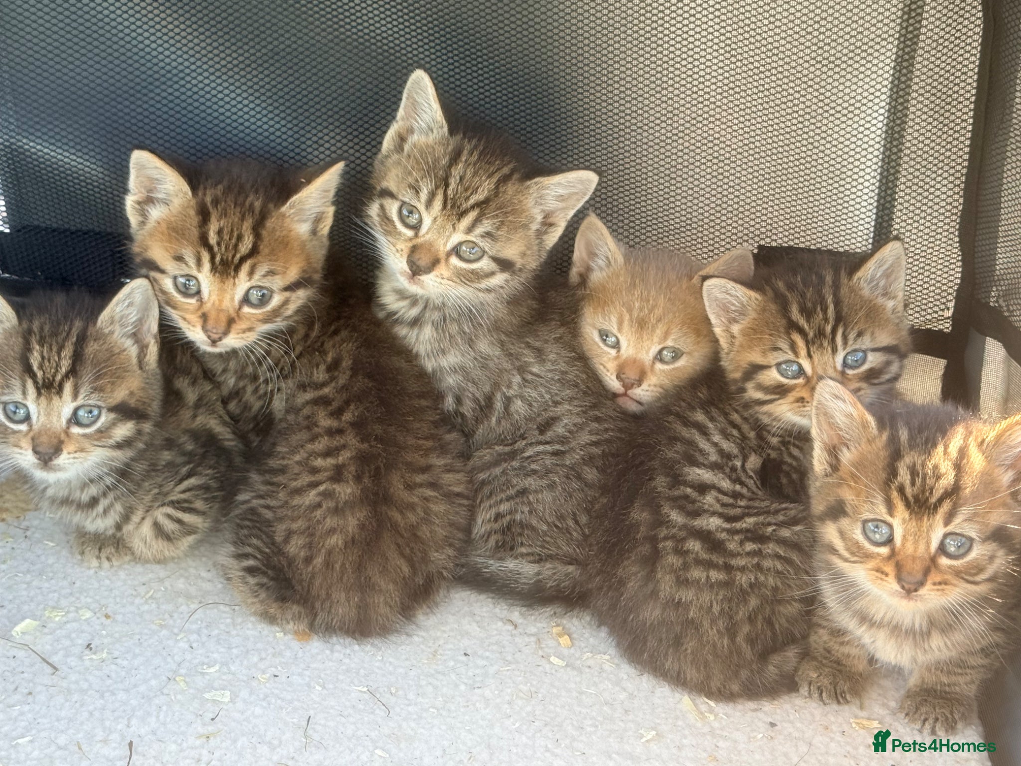 Mixed Breed cats British shorthair/Bengle litter - Advert 2