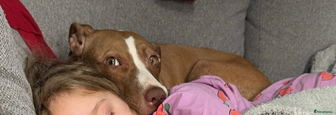 Mixed Breed dogs for sale: Bull x greyhound 💖 - Advert 3