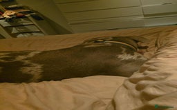 American Bully dogs for sale: Charlie  - Image 6