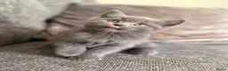 British Shorthair cats for sale: Stunning blue BSH X kittens! Two boys! in Halifax - Advert 7