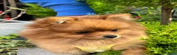 Pomeranian dogs for sale: Stunning pomeranian female  - Advert 4