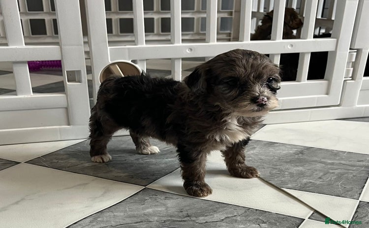 Cockapoo dogs - Advert 1
