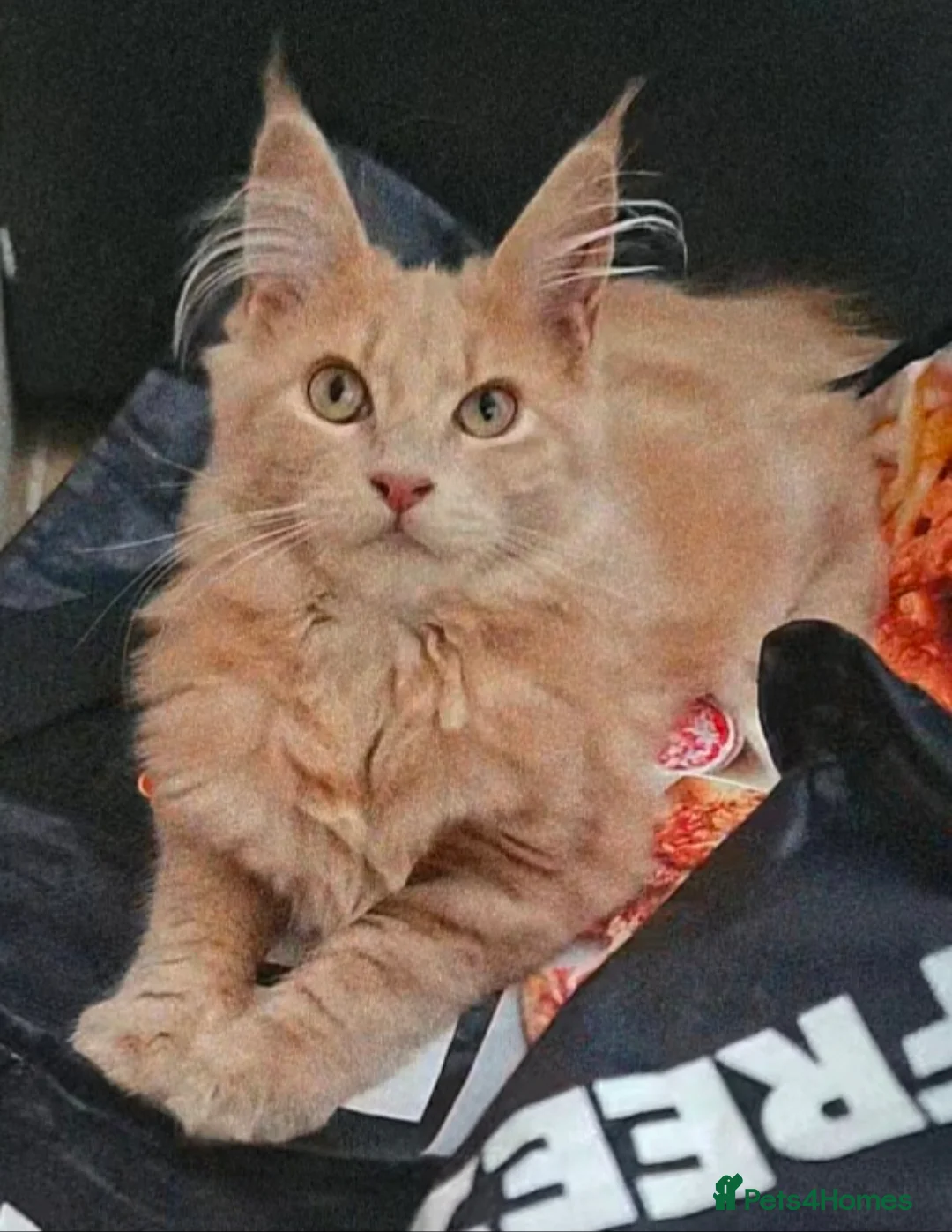 Maine Coon cats for sale: 2 beautiful purebred mainecoon kittens. - Advert 2