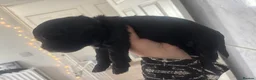 Cockapoo dogs for sale: Beautiful F2b cockapoos  - Advert 7