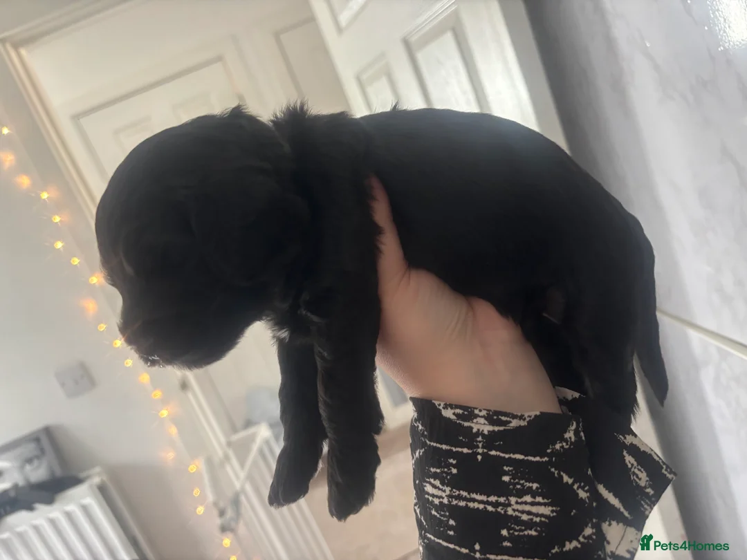 Cockapoo dogs for sale: Beautiful F2b cockapoos  - Advert 7