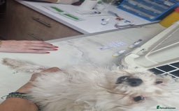 Bichon Frise dogs for adoption: KHAAN - a superb, little boy, for a Loving Home - Image 14
