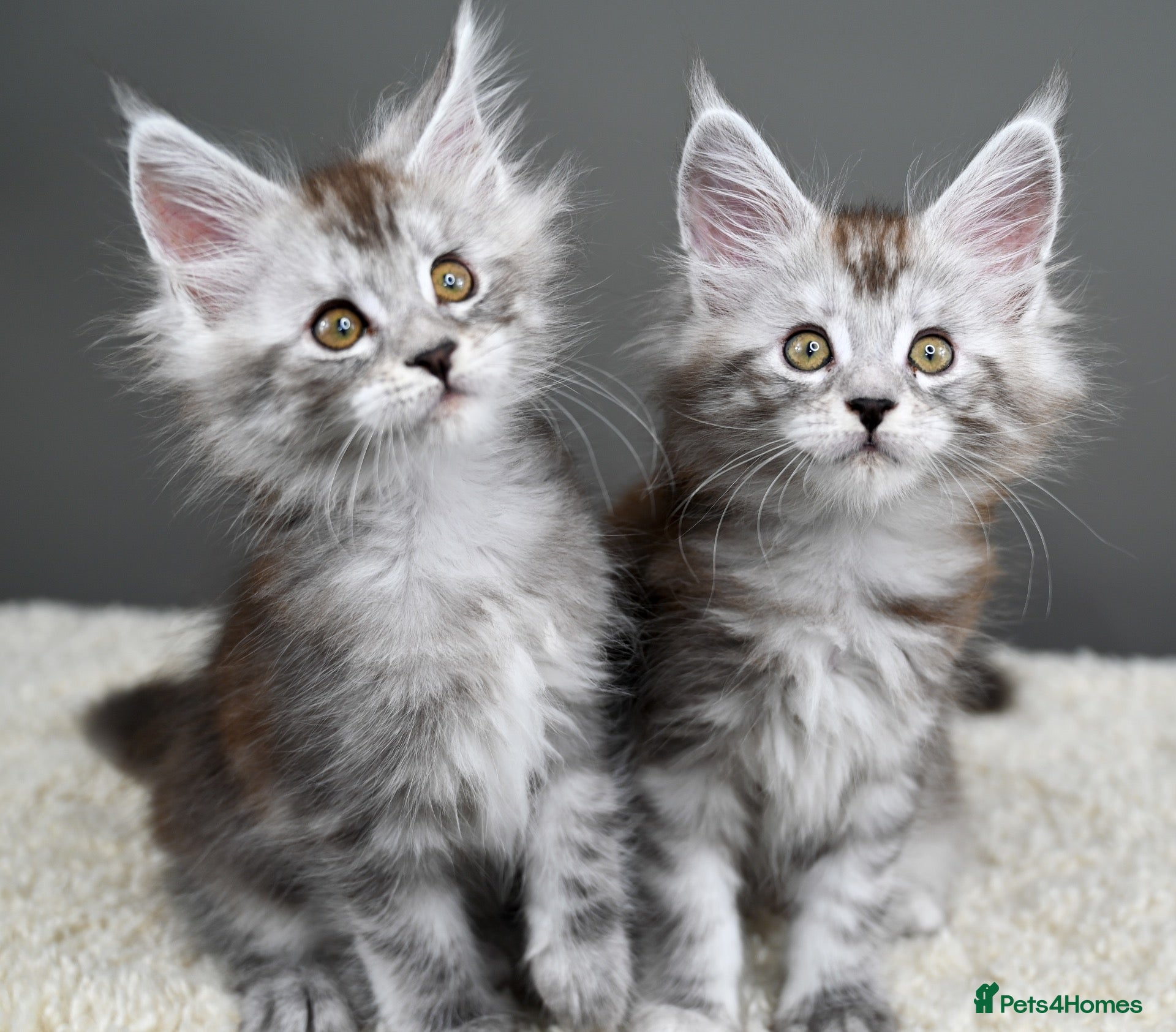 Maine Coon cats 🥇Expectional Kittens🧬 Russian Genetics-Tica Reg - Advert 1