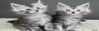 Maine Coon 1