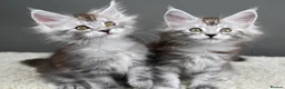 Maine Coon cats for sale: Black Smoke undercoat kittens  - Advert 25