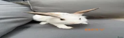Mixed Breed rabbits for sale: 3 beautiful bunnies  - Advert 5
