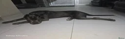 Cane Corso dogs for sale: Titan  in Ashford - Advert 5