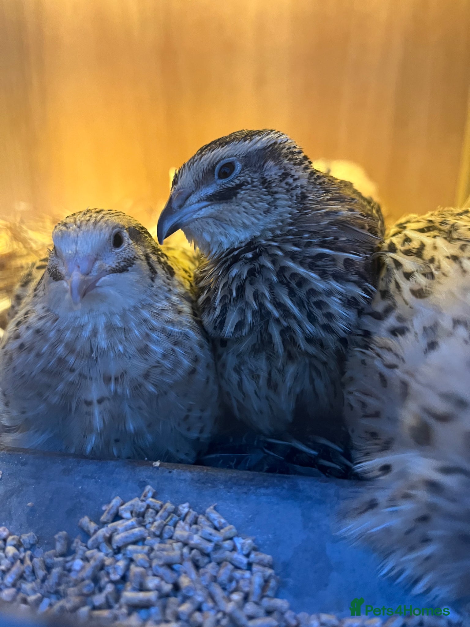 Quail poultry Jumbo Coturnix Female Quail - Advert 2
