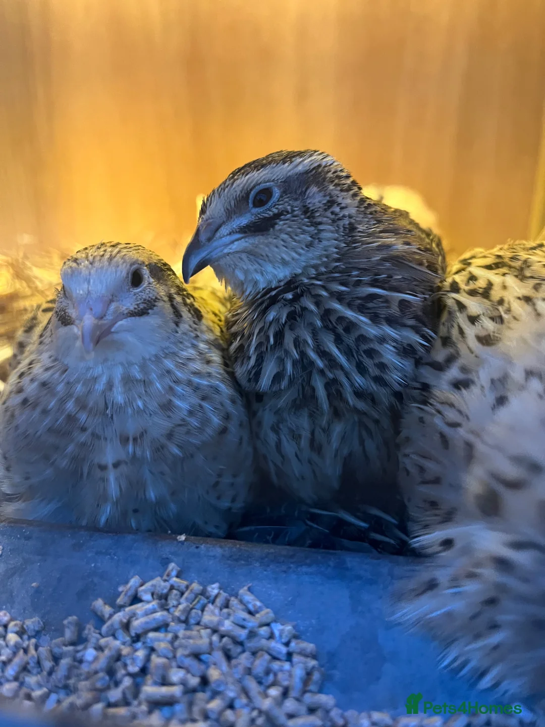 Quail poultry for sale: Jumbo Coturnix Female Quail - Advert 2