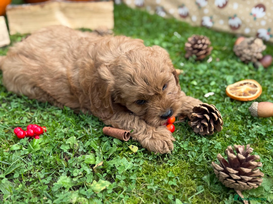 Cavapoo dogs for sale: Cavapoo *Ready 15th Nov* - Image 4
