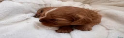 Cavalier King Charles Spaniel dogs for sale: Beautiful red KC boys health tested parents 😍🐶😍 in Swanley - Advert 15