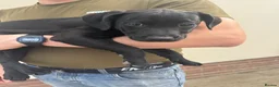 Mixed Breed dogs for sale: 2 pups left! Labrador X Whippet Lurcher Puppies 🐶 - Advert 15