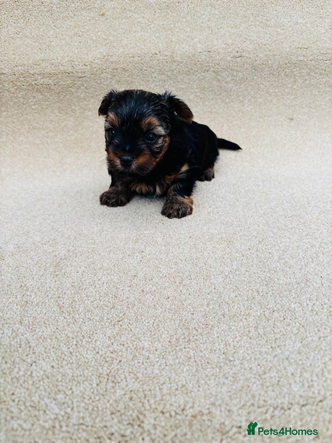 Yorkshire Terrier dogs for sale: Beautiful litter of Yorkshire terrier puppies - Advert 9