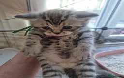 British Shorthair cats for sale: Rare tabby British shorthair  in Knottingley - Image 6